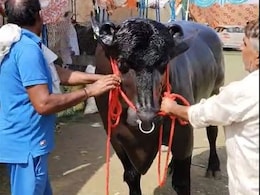 Rs 8 Crore Buffalo <i>'Vidhayak'</i> Becomes Star Attraction At Farmers' Fair In Meerut Rs 8 Crore Buffalo <i>'Vidhayak'</i> Becomes Star Attraction At Farmers' Fair In Meerut