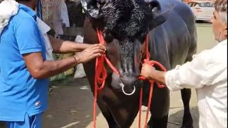 Rs 8 Crore Buffalo <i>'Vidhayak'</i> Becomes Star Attraction At Farmers' Fair In Meerut Rs 8 Crore Buffalo <i>'Vidhayak'</i> Becomes Star Attraction At Farmers' Fair In Meerut