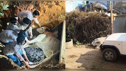 सीकर में सांड पर बोलेरो चढ़ाकर कर दी हत्&zwj;या, थाने में मुकदमा; आंदोलन की चेतावनी