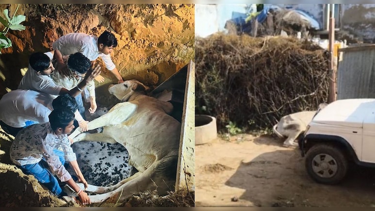सीकर में सांड पर बोलेरो चढ़ाकर कर दी हत्‍या, थाने में मुकदमा; आंदोलन की चेतावनी