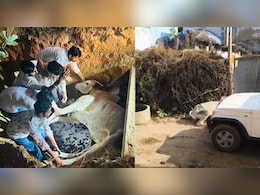 सीकर में सांड पर बोलेरो चढ़ाकर कर दी हत्या, थाने में मुकदमा; आंदोलन की चेतावनी सीकर में सांड पर बोलेरो चढ़ाकर कर दी हत्या, थाने में मुकदमा; आंदोलन की चेतावनी