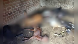 मध्य प्रदेश में कमरे में एक साथ मरी मिलीं 9 बकरा-बकरियां, गांव में दहशत का माहौल