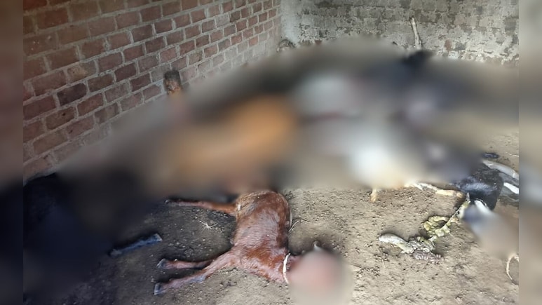 मध्य प्रदेश में कमरे में एक साथ मरी मिलीं 9 बकरा-बकरियां, गांव में दहशत का माहौल