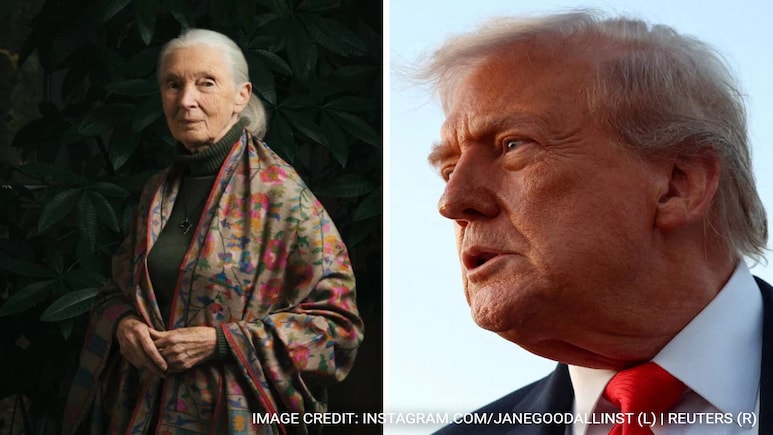 When Primatologist Jane Goodall Compared Trump To Male Chimpanzees When Primatologist Jane Goodall Compared Trump To Male Chimpanzees