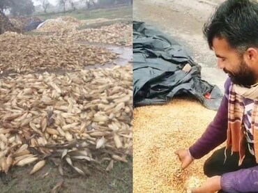 मध्य प्रदेश में 'मेंथा तूफान' की आहट! कई जिलों में बारिश की संभावना, शिवपुरी में फसल हुई बर्बाद 