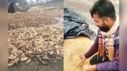 मध्य प्रदेश में 'मेंथा तूफान' की आहट! कई जिलों में बारिश की संभावना, फसलें हुई बर्बाद&nbsp;