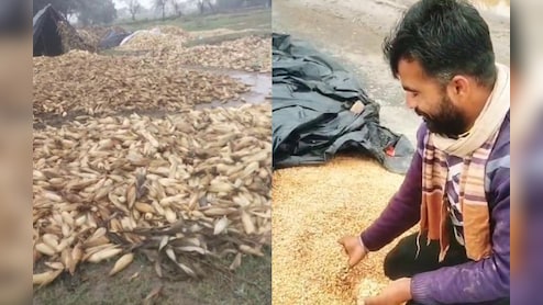 मध्य प्रदेश में 'मेंथा तूफान' की आहट! कई जिलों में बारिश की संभावना, फसलें हुई बर्बाद 