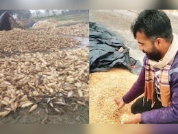 मध्य प्रदेश में 'मेंथा तूफान' की आहट! कई जिलों में बारिश की संभावना, फसलें हुई बर्बाद  मध्य प्रदेश में 'मेंथा तूफान' की आहट! कई जिलों में बारिश की संभावना, फसलें हुई बर्बाद
