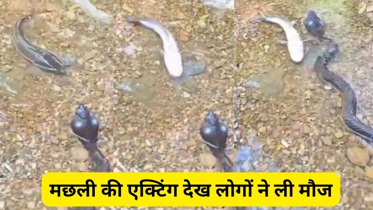 मछली की एक्टिंग देख लोगों की छूट गई हंसी, बोले- इसको अभी के अभी ऑस्कर दो