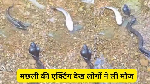 मछली की एक्टिंग देख लोगों की छूट गई हंसी, बोले- इसको अभी के अभी ऑस्कर दो