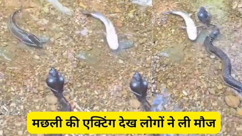 मछली की एक्टिंग देख लोगों की छूट गई हंसी, बोले- इसको अभी के अभी ऑस्कर दो