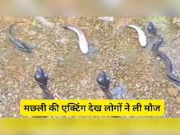मछली की एक्टिंग देख लोगों की छूट गई हंसी, बोले- इसको अभी के अभी ऑस्कर दो मछली की एक्टिंग देख लोगों की छूट गई हंसी, बोले- इसको अभी के अभी ऑस्कर दो