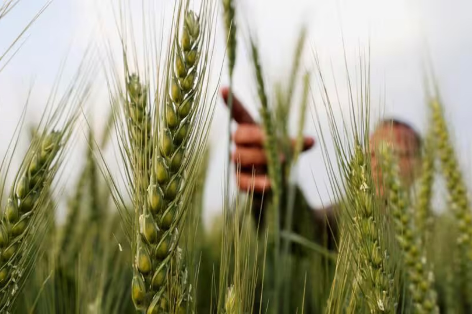 रबी फसलों की बुआई 27.83 लाख हेक्टेयर बढ़ी, गेहूं की बुआई में सबसे ज़्यादा 22.72 लाख हेक्टेयर की बढ़ोतरी दर्ज