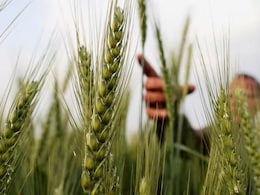 रबी फसलों की बुआई 18.24 लाख हेक्टेयर बढ़ी, कृषि मंत्रालय की रिपोर्ट में कई गुड न्&zwj;यूज