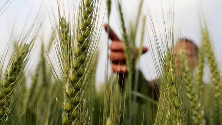 रबी फसलों की बुआई 18.24 लाख हेक्टेयर बढ़ी, कृषि मंत्रालय की रिपोर्ट में कई गुड न्&zwj;यूज