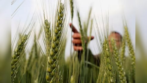 रबी सीजन 2025-26 के लिए फॉस्फेटिक और पोटाशिक उर्वरकों पर पोषक तत्व आधारित सब्सिडी दरों को मंजूरी