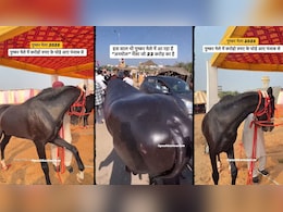 रोजाना 1500 का काजू बादाम खाने वाला 23 करोड़ का भैंसा और 15 करोड़ का घोड़ा बना पुष्कर मेले में शोस्टॉपर्स रोजाना 1500 का काजू बादाम खाने वाला 23 करोड़ का भैंसा और 15 करोड़ का घोड़ा बना पुष्कर मेले में शोस्टॉपर्स