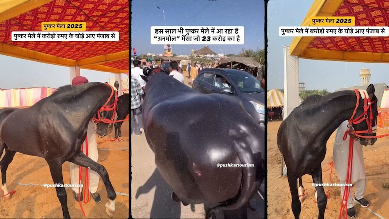रोजाना 1500 का काजू बादाम खाने वाला 23 करोड़ का भैंसा और 15 करोड़ का घोड़ा बना पुष्कर मेले में शोस्टॉपर्स रोजाना 1500 का काजू बादाम खाने वाला 23 करोड़ का भैंसा और 15 करोड़ का घोड़ा बना पुष्कर मेले में शोस्टॉपर्स