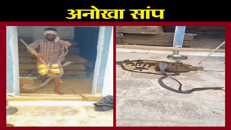 Naag Nagin Ka Viral Video: शिवपुरी में किसान के घर बार-बार पहुंच रहा था कोबरा; जानिए क्या थी वजह Naag Nagin Ka Viral Video: शिवपुरी में किसान के घर बार-बार पहुंच रहा था कोबरा; जानिए क्या थी वजह