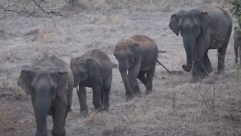 बलौदा बाजार के जंगलों में हाथियों का लगा मेला, कई गांवों में अलर्ट, वन विभाग ने बढ़ाई सतर्कता