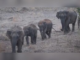 जंगली हाथियों का झुंड दिखने पर न करें ये गलती, हाथी कर सकते हैं हमला, जानें- कैसे करें खुद का बचाव