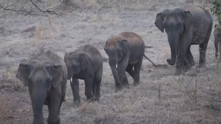 जंगली हाथियों का झुंड दिखने पर न करें ये गलती, हाथी कर सकते हैं हमला, जानें- कैसे करें खुद का बचाव