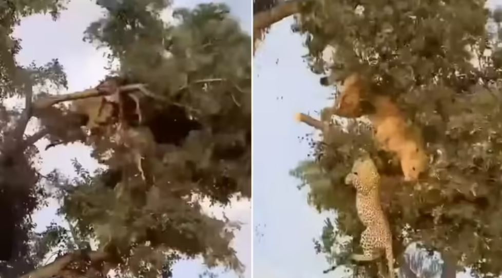 पेड़ पर शेर-तेंदुए की जंग, टूटी डाली तो हिल गया जंगल, देख सोशल मीडिया यूजर्स बोले- OMG क्या सीन था