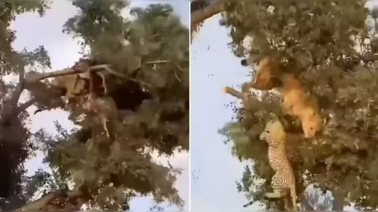पेड़ पर शेर-तेंदुए की जंग, टूटी डाली तो हिल गया जंगल, देख सोशल मीडिया यूजर्स बोले- OMG क्या सीन था