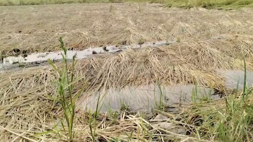 MP Weather News: मध्‍य प्रदेश में मानसून र‍िटर्न से फसलें बर्बाद, इन ज‍िलों के लिए फिर बार‍िश का अलर्ट?