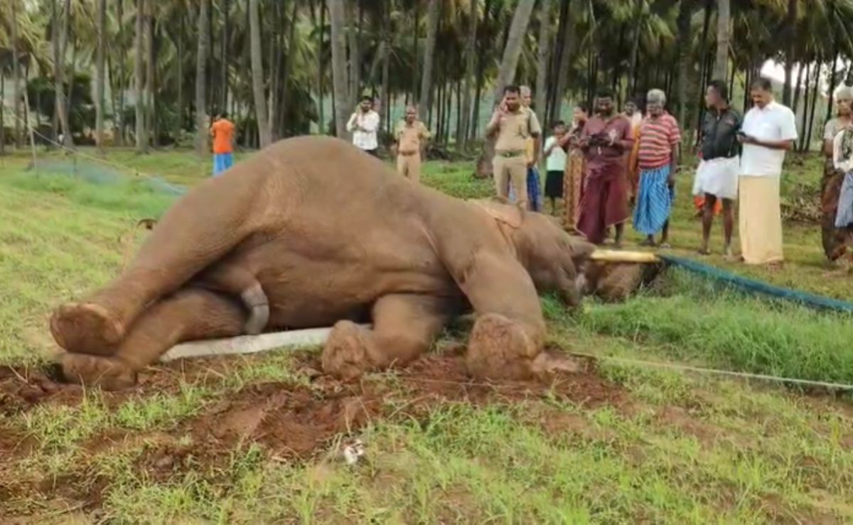 Tragic Elephant Electrocution Highlights Growing Human-Wildlife Conflict in Coimbatore