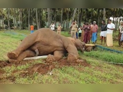 25-Year-Old Elephant Knocks Down Electric Pole, Dies Of Shock In Coimbatore