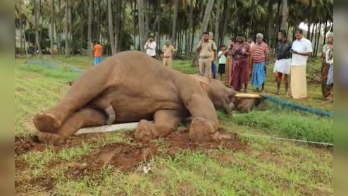 25-Year-Old Elephant Knocks Down Electric Pole, Dies Of Shock In Coimbatore