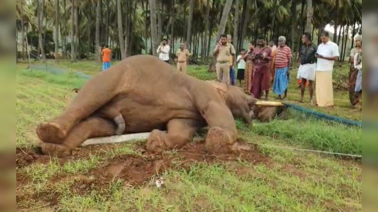 25-Year-Old Elephant Knocks Down Electric Pole, Dies Of Shock In Coimbatore 25-Year-Old Elephant Knocks Down Electric Pole, Dies Of Shock In Coimbatore