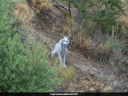 World's First White Iberian Lynx Spotted In Spain: "Proof That Conservation Works" World's First White Iberian Lynx Spotted In Spain: "Proof That Conservation Works"