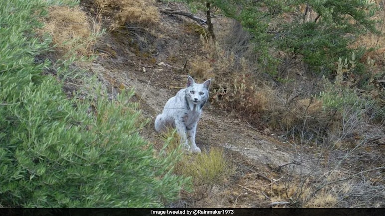 World's First White Iberian Lynx Spotted In Spain: "Proof That Conservation Works" World's First White Iberian Lynx Spotted In Spain: "Proof That Conservation Works"