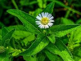बालों से लेकर लिवर तक में फायदेमंद है ये औषधि, यहां जानिए नाम और यूज करने का तरीका बालों से लेकर लिवर तक में फायदेमंद है ये औषधि, यहां जानिए नाम और यूज करने का तरीका