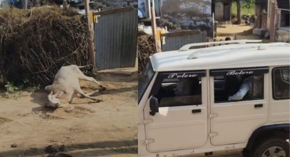 इसी बोलेरो से सांड को कुचलकर मार डाला. इसी बोलेरो से सांड को कुचलकर मार डाला.