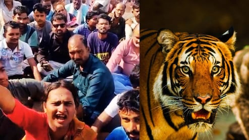 Tiger Human Conflict : चंद्रपुरात वाघ-मानव संघर्ष शिगेला; 11 जणांच्या मृत्यूनंतर गावकऱ्यांचा संताप अनावर