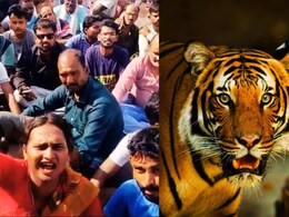 Tiger Human Conflict : चंद्रपुरात वाघ-मानव संघर्ष शिगेला; 11 जणांच्या मृत्यूनंतर गावकऱ्यांचा संताप अनावर Tiger Human Conflict : चंद्रपुरात वाघ-मानव संघर्ष शिगेला; 11 जणांच्या मृत्यूनंतर गावकऱ्यांचा संताप अनावर