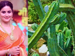 Vaidehi Parshurami : निवडुंग कधी खाल्लंय का? मराठी अभिनेत्रीने चवीचवीने खाल्लं, पाहा Video Vaidehi Parshurami : निवडुंग कधी खाल्लंय का? मराठी अभिनेत्रीने चवीचवीने खाल्लं, पाहा Video