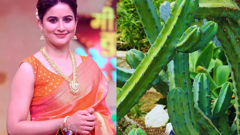 Vaidehi Parshurami : निवडुंग कधी खाल्लंय का? मराठी अभिनेत्रीने चवीचवीने खाल्लं, पाहा Video Vaidehi Parshurami : निवडुंग कधी खाल्लंय का? मराठी अभिनेत्रीने चवीचवीने खाल्लं, पाहा Video