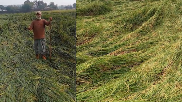 Dhan Crop Destroys: बे-मौसम बारिश से धान की फसलों को भारी नुकसान, खेतों में भरा पानी, संकट में किसान Dhan Crop Destroys: बे-मौसम बारिश से धान की फसलों को भारी नुकसान, खेतों में भरा पानी, संकट में किसान