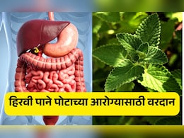 Mexican Mint Benefits: पोटाच्या समस्यांपासून मुक्तता मिळवण्यासाठी वरदान आहेत ही हिरवी पाने, जाणून घ्या फायदे Mexican Mint Benefits: पोटाच्या समस्यांपासून मुक्तता मिळवण्यासाठी वरदान आहेत ही हिरवी पाने, जाणून घ्या फायदे
