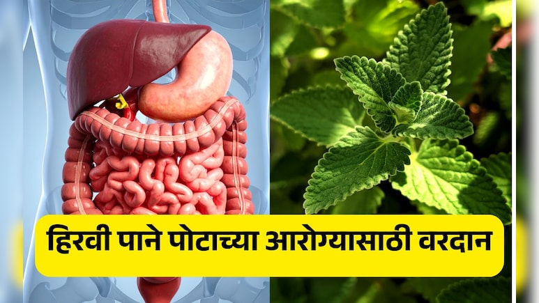 Mexican Mint Benefits: पोटाच्या समस्यांपासून मुक्तता मिळवण्यासाठी वरदान आहेत ही हिरवी पाने, जाणून घ्या फायदे Mexican Mint Benefits: पोटाच्या समस्यांपासून मुक्तता मिळवण्यासाठी वरदान आहेत ही हिरवी पाने, जाणून घ्या फायदे