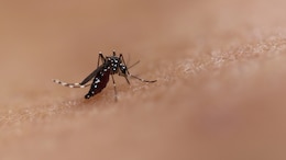 Chikungunya Cases Rise In Tamil Nadu: Government Issues Alert, Increases Surveillance