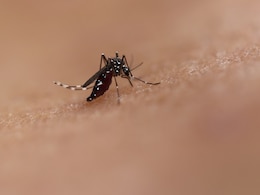 Chikungunya Cases Rise In Tamil Nadu: Government Issues Alert, Increases Surveillance