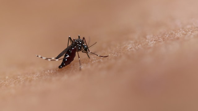 Chikungunya Cases Rise In Tamil Nadu: Government Issues Alert, Increases Surveillance