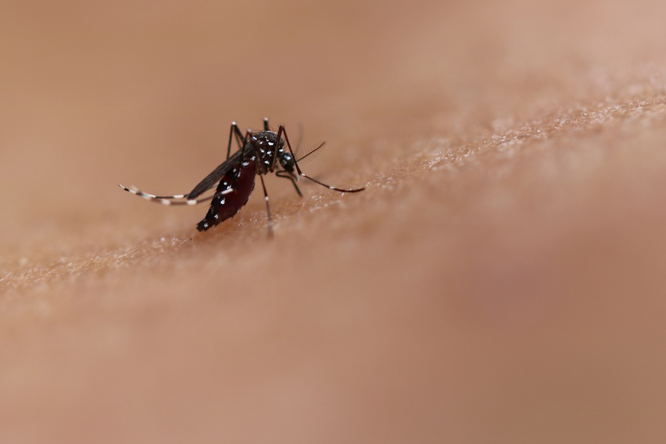 Chikungunya Cases Rise In Tamil Nadu: Government Issues Alert, Increases Surveillance