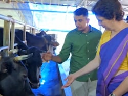 Priyanka Gandhi&#039;s Kerala Visit Puts Cow &#039;Alia Bhatt&#039; In Spotlight