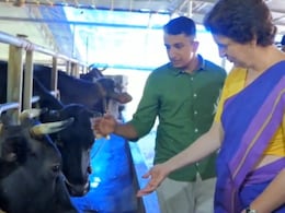 Priyanka Gandhi's Kerala Visit Puts Cow 'Alia Bhatt' In Spotlight Priyanka Gandhi's Kerala Visit Puts Cow 'Alia Bhatt' In Spotlight